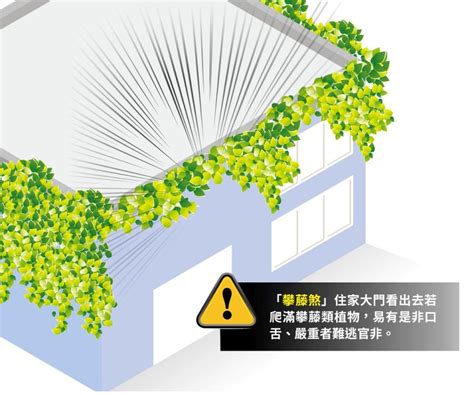 攀藤植物風水|【爬藤植物風水】植栽風水禁忌 